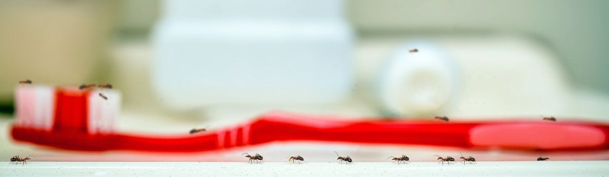 Rimedi contro le formiche in bagno per liberartene con poco
