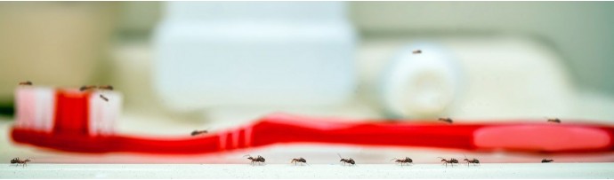 Rimedi contro le formiche in bagno per liberartene con poco